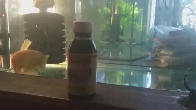 Слизь у Северума Что это ?.. смотреть онлайн