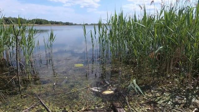 Рыбалка на озере. Наловил много крупной краснопёрки, на поплавок. смотреть онлайн