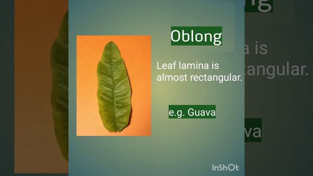 #Shapes of leaves , Basic shapes of leaves- Ovate,Cordate, Oblong,Lobed, Palmate, Pinnately compoun смотреть онлайн