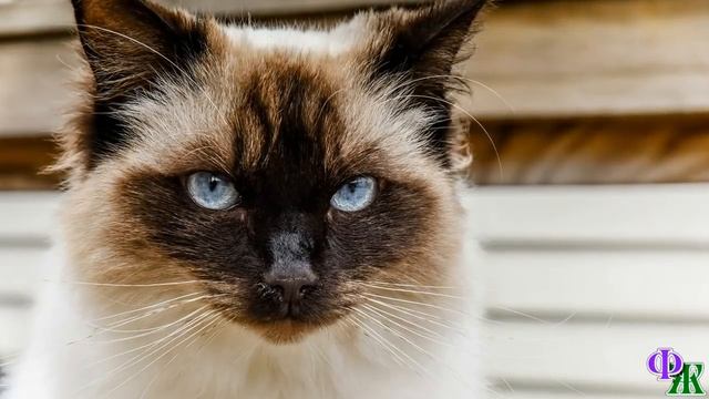 Девушка приютила бездомного котейку, и однажды умный сиамец спас квартиру хозяйки от ограбления смотреть онлайн