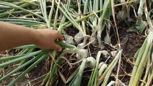 Отличный тоннаж - лук Стардаст на перо