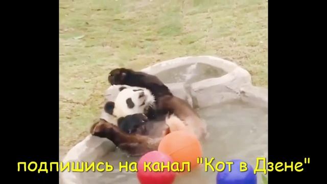 Смешные панды