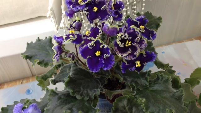 Красивые сорта фиалок(Выпуск №2) смотреть онлайн