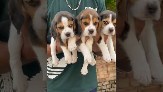9034773728 beagle pup смотреть онлайн
