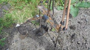 Как поймать крота, слепца. Кротоловка. Самый эффективный способ !