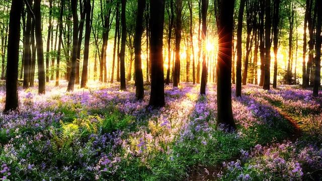 РАССЛАБЛЯЮЩАЯ, нежная мелодия/ЗВУКИ ЛЕСА/ранее УТРО в лесу/АСМР/ASMR/2022 смотреть онлайн