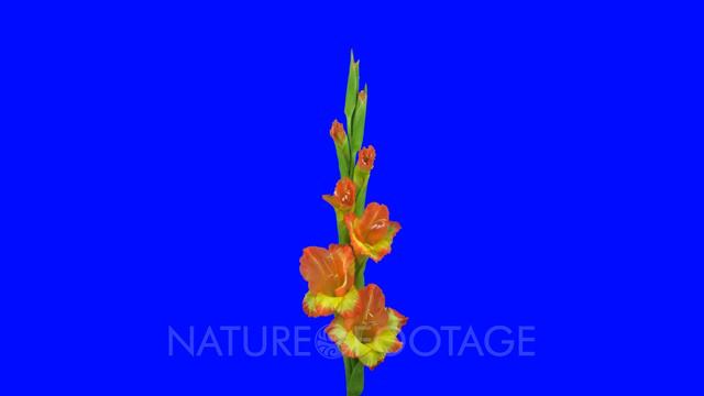 Time-lapse of opening hybrid gladiolus flower 1a6 in 5K Animation format with ALPHA transparency .. смотреть онлайн
