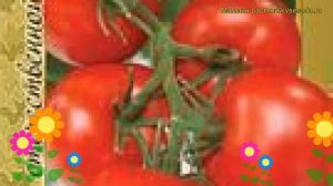 Томат обыкновенный Москвич. Краткий обзор, описание характеристик, где купить семена Moskvich