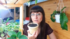 Как правильно подготовить глоксинию к периоду покоя. Хранение клубней зимой.