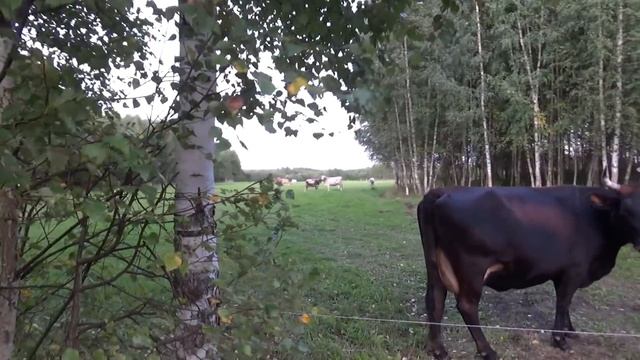 Нет навеса-не беда, опыт нашего КФХ в хранении сена//первотелка сбежала, прогулка с КРС и лошадьми. смотреть онлайн