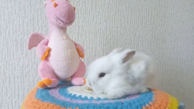 Белый кролик. Процесс фотографирования смотреть онлайн