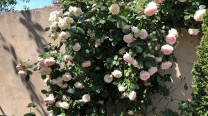 Плетистые Розы : Пьер де Ронсар и Пале Роял . Rosa Pierre de Ronsard , Palais Royal rose #garden