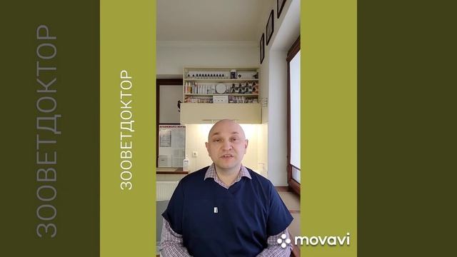 Одежда для собак, одевайте Ваших животных, советы ветеринара Дмитрия Ушакова смотреть онлайн