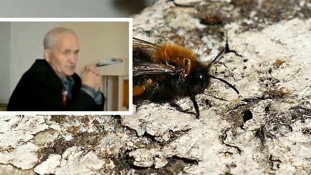 Лучший способ борьбы с клещом ( вароатозом) без химии. Профессор Кашковский.