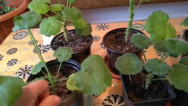 Пеларгония.