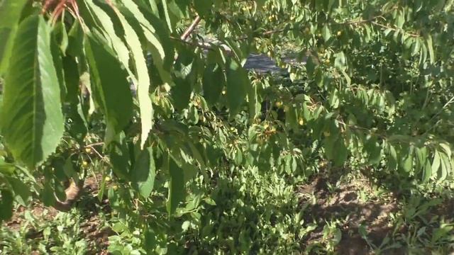 Черешня. Сорт Чермашная.