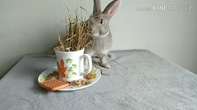 травяной чай лучше кушать,рецепт чая от Крольчихи Ребеки,кролик кушает чай смотреть онлайн