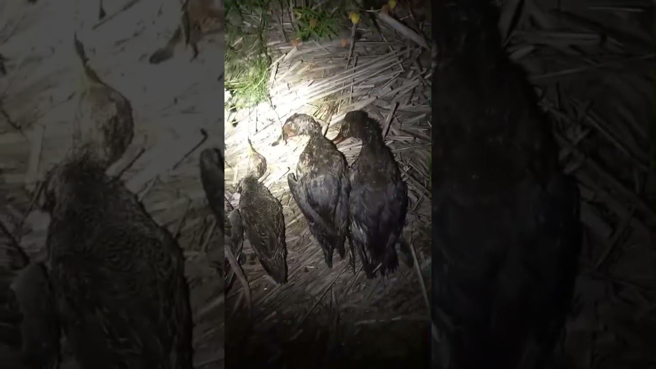 Открытие охоты на уток. #охота #охотаназайца #охотанагуся смотреть онлайн