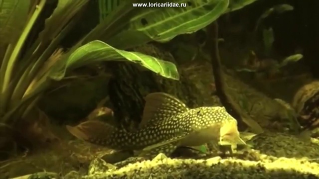 L014 смотреть онлайн