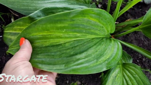 Коллекционный сорт хосты STARGATE смотреть онлайн