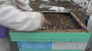 ЛЕЧЕБНАЯ ПОДКОРМКА ПЧЕЛ ВЕСНОЙ №2 С ПОЛЫНЬЮ .mp4