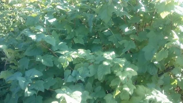 Сентябрь- время сажать смородину смотреть онлайн