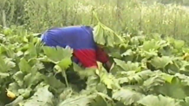 Дача Урожай смотреть онлайн