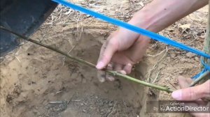 Как сделает китайц ловушку для зайца