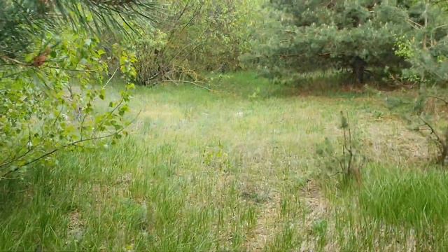 Ловля диких роёв в лесу. смотреть онлайн