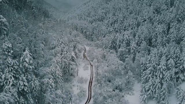 Зимний лес смотреть онлайн