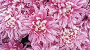 Хризантема Faibelle | rozsada.com.ua