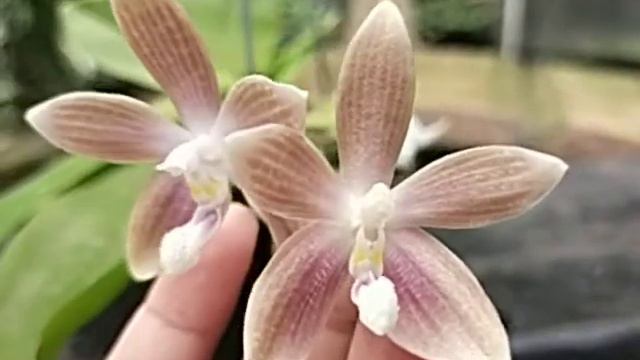 Phalaenopsis Speciosa 'Blue Grey'