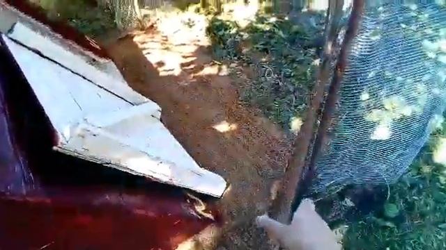 Цыплятник. Где разместить наседку с цыплятами и утят? Мои лайф-хаки и примеры. смотреть онлайн