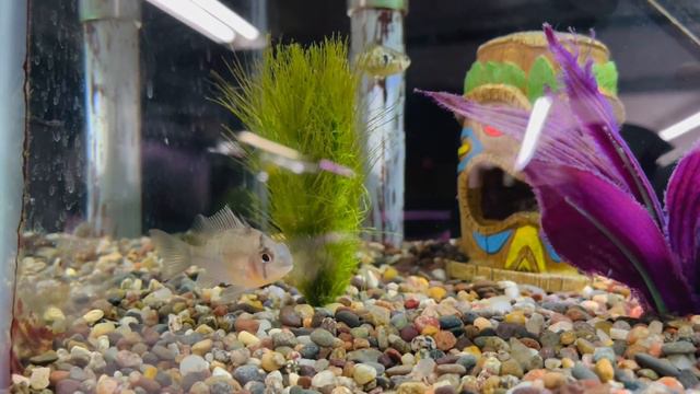 BUYING TROPICAL FISH FROM 90 YEAR OLD FISH STORE (TOUR) смотреть онлайн