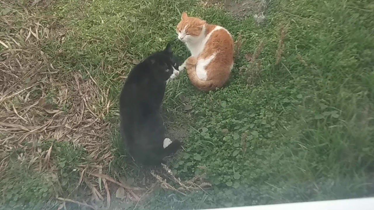 Cats' relations смотреть онлайн