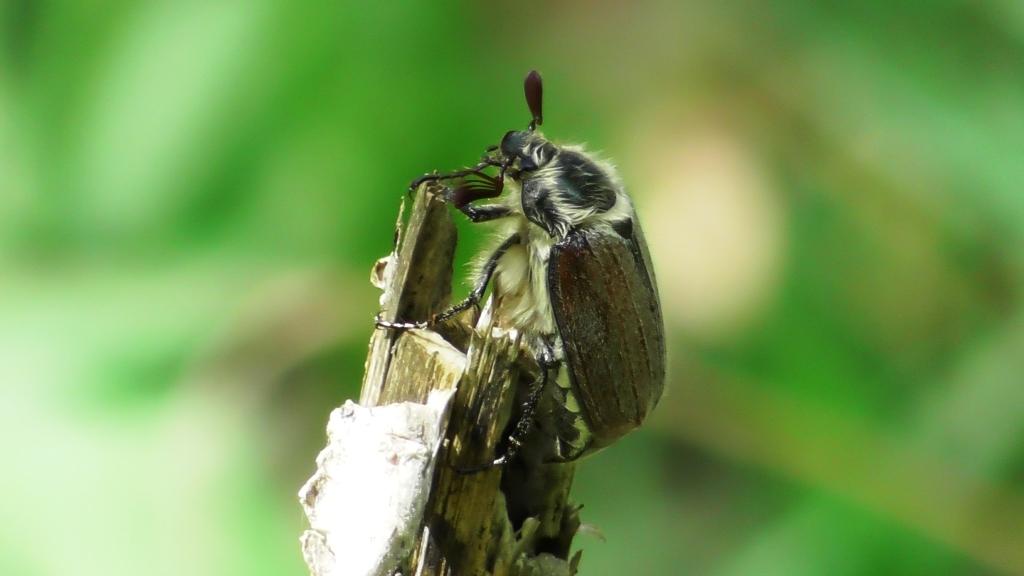 Майский жук ( Melolontha ) смотреть онлайн