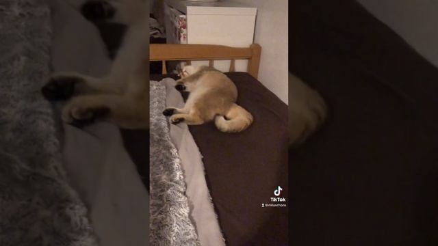 Коту Сняться кошмары ? фу хоть бы проснуться ,хоть бы проснуться ? смотреть онлайн