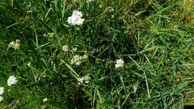 САМВЕЛ АДАМЯН\ GRANDENIKO НЕ СДАЛ ЭКЗАМЕНЫ В МЕДАКАДЕМИЮ.ВОТ ПОЧЕМУ КРУТИТСЯ ВОЗЛЕ КЕРИ