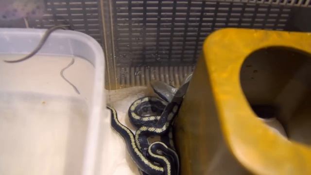 Рождение, линька и первое кормление змей - полозят Blue Beauty смотреть онлайн