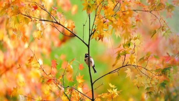 Презентация ОСЕНЬ pptx