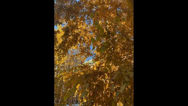 Борис Рыжий Я зеркало протру рукой... смотреть онлайн