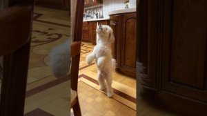 Когда вкусно пахнет 😋