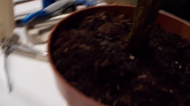 incredibile germinazione in casa di una palma da uno pseudo cocco. смотреть онлайн