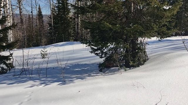 Солонцы для зайцев. смотреть онлайн
