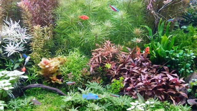 Аквариум травник в голландском стиле 240 литров смотреть онлайн