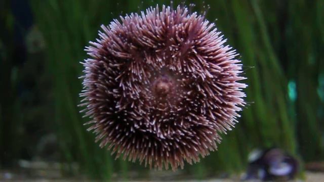 Sea Anemone - Oceanografic, Valencia, Spain смотреть онлайн
