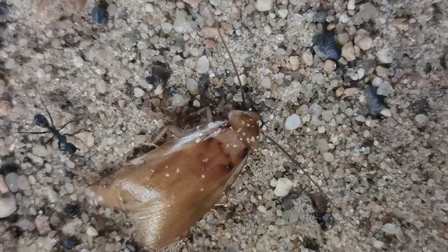 Camponotus Cruentatus