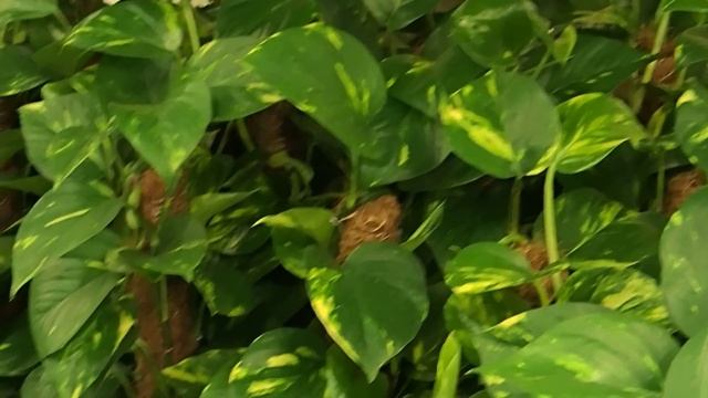 Epipremnum Pinnatum 'Aureum'