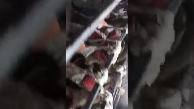 варим панты благородного оленя? смотреть онлайн