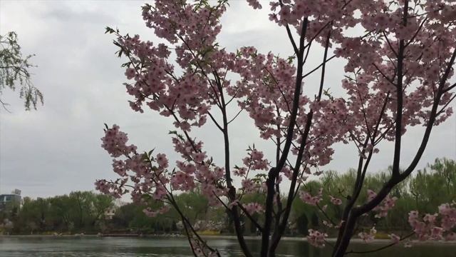 Blossom Beijing/China/Yuanmingyuan Park смотреть онлайн